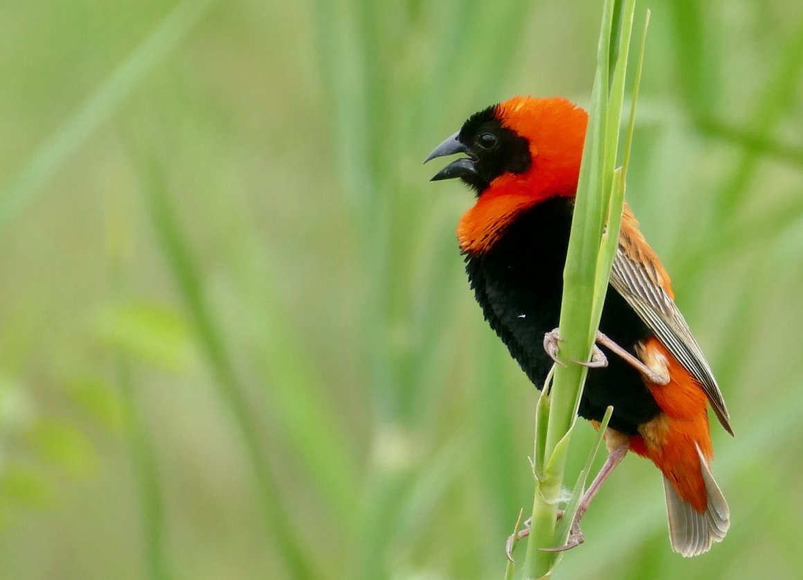Planting an aviary for Weavers and Whydahs