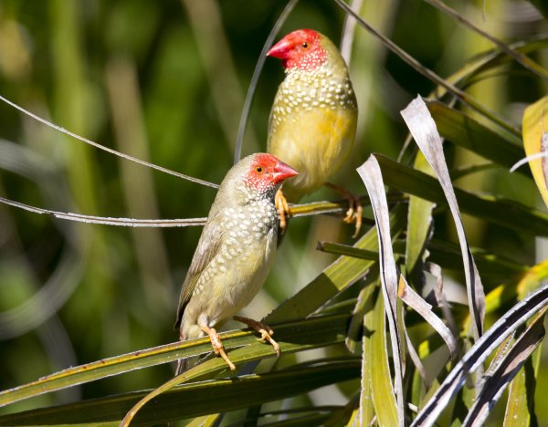 Star Finch