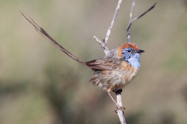 5 beautiful Australian birds on the brink of extinction