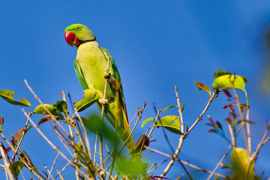 Parrot corner: Keeping & breeding Alexandrine Parrots