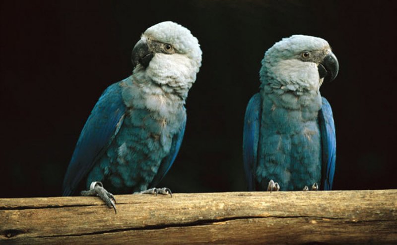 Spix's Macaw