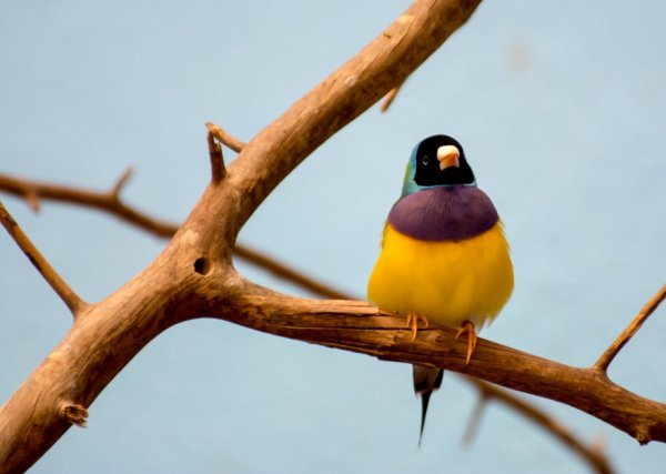 Wild Gouldian population shows recovery signs in Queensland