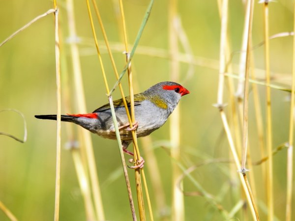 Red-browed Finch